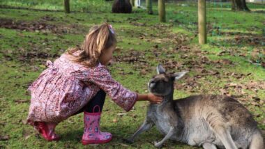 little girl petting a kangaroo