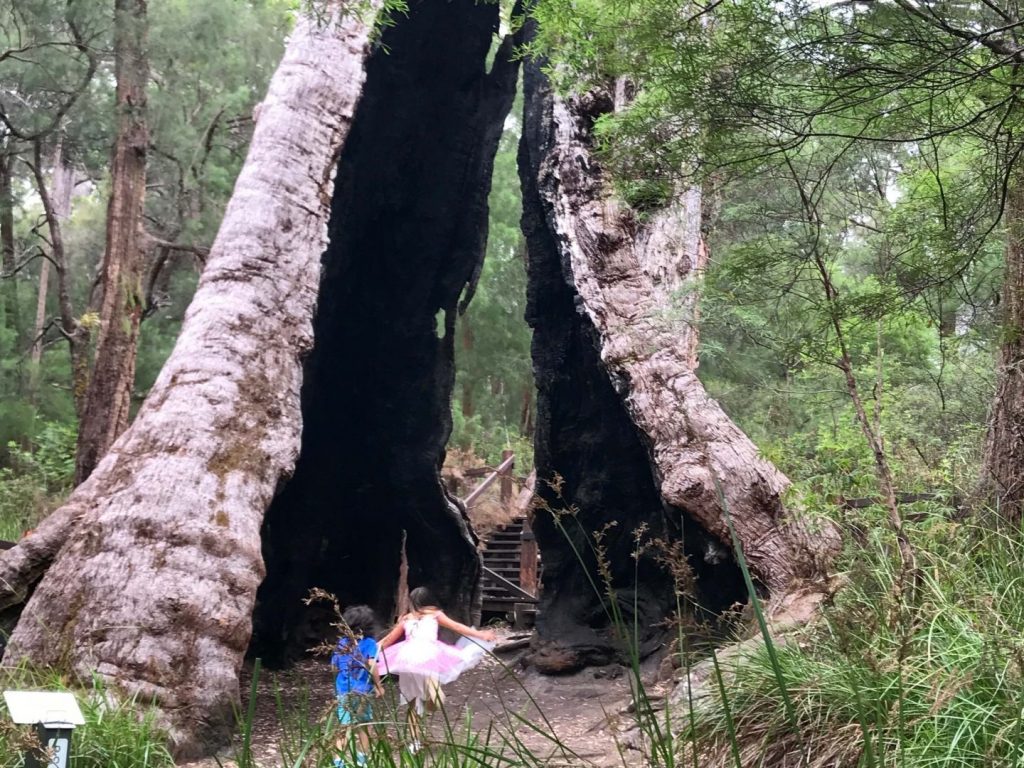 The Giant Tingle Tree at Walpole WA
