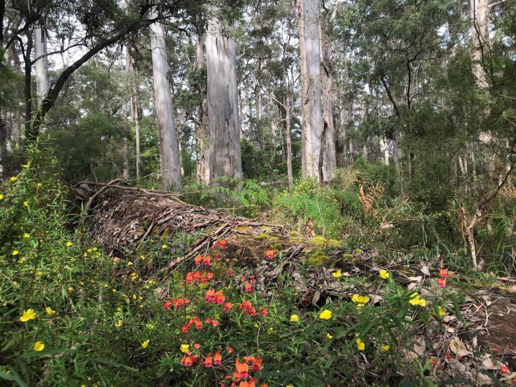 The Walpole Inlet, near Rest Point