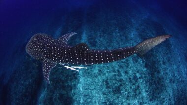 whale shark ningaloo