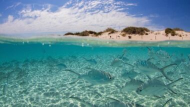 ningaloo reef, coral coast, western australia