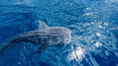 whale watching in australia, best time to visit western australia
