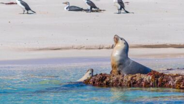 sea lions at jurien bay