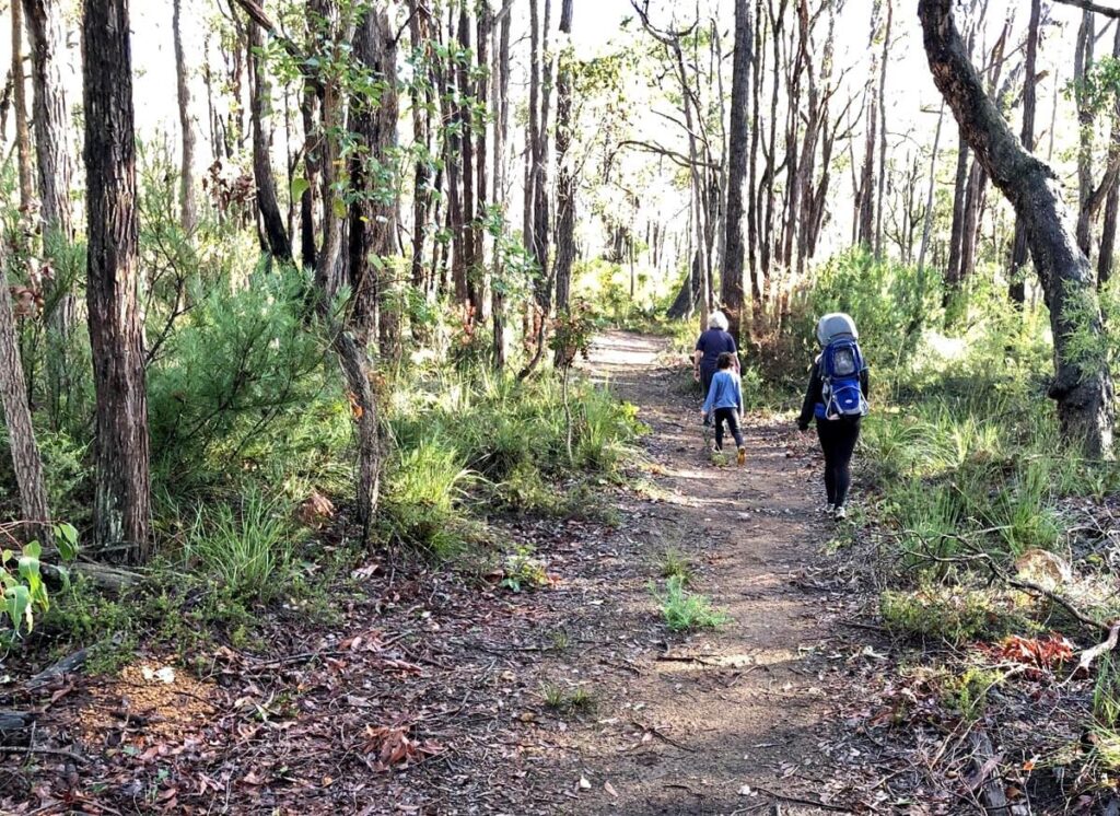 people enjoying walk through forest