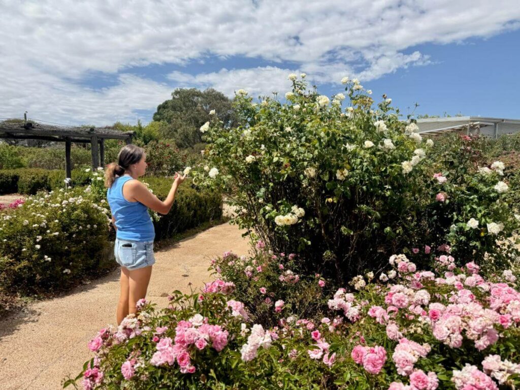 Admiring the roses at the Australian Rose Maze