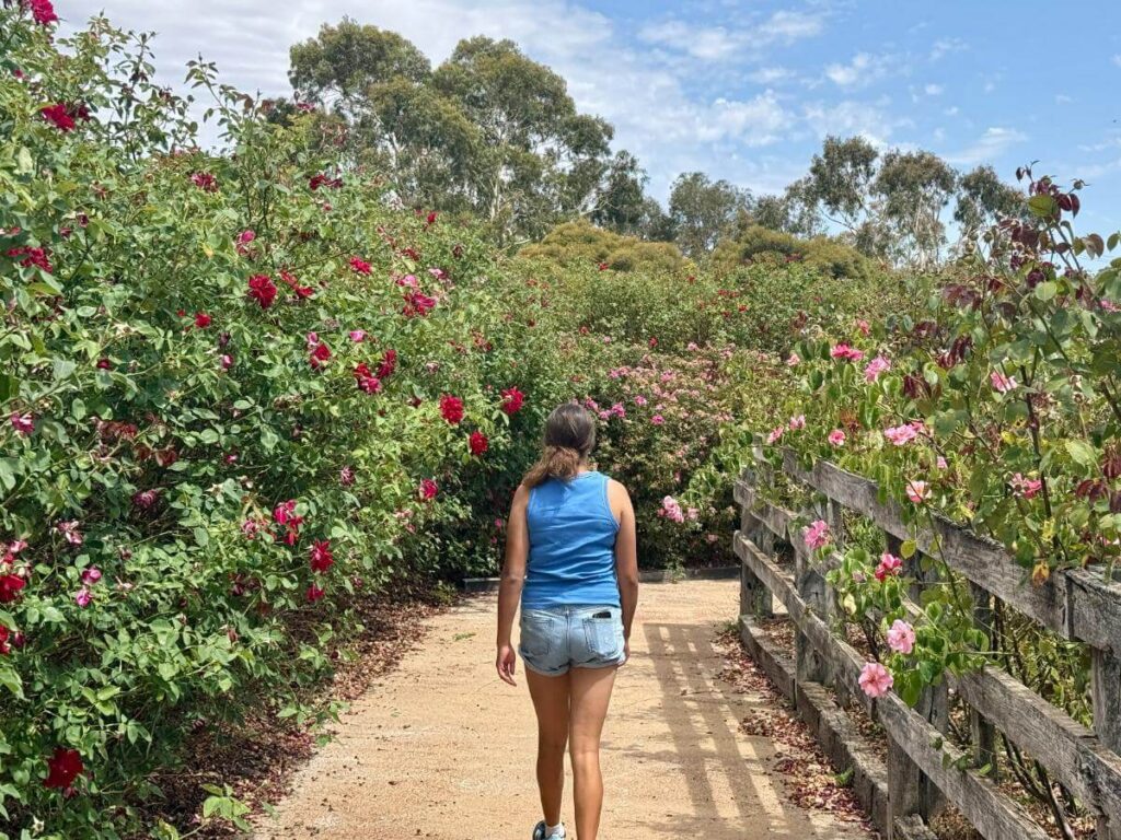 Walking around the Australian Rose maze