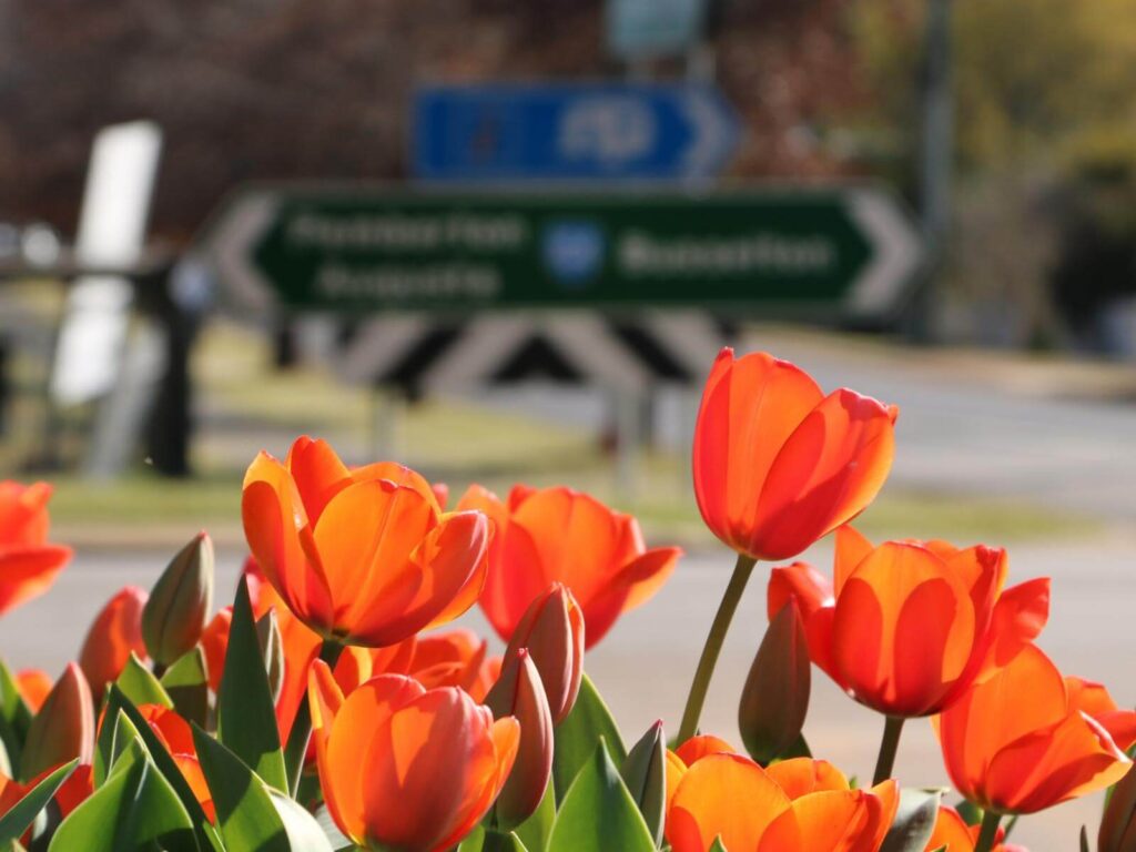 Nannup Garden and flower festival tulips