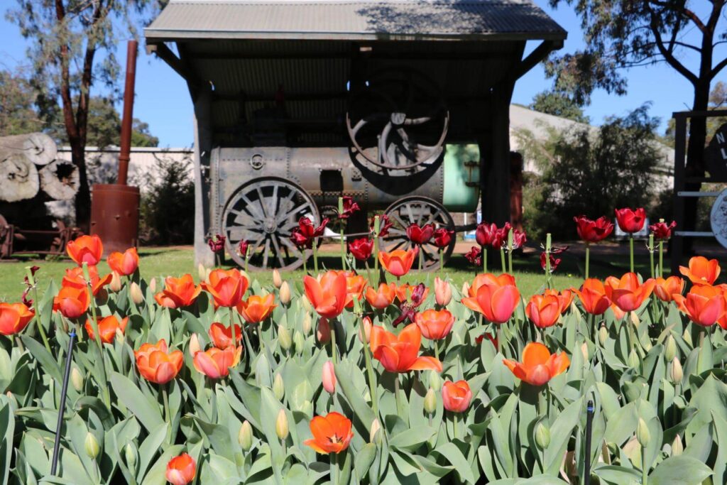 Nannup tulips